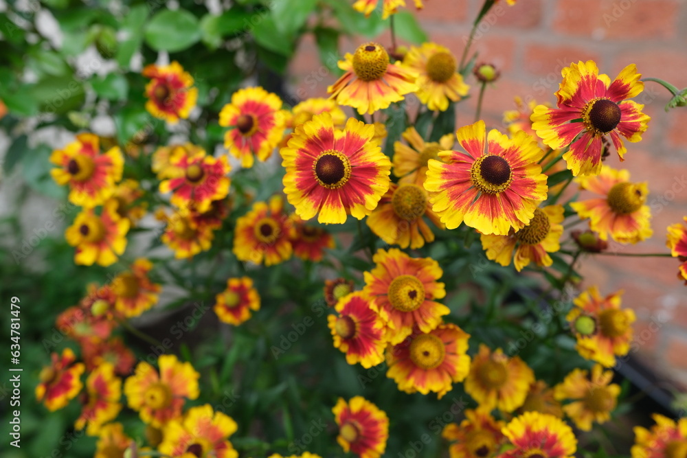 Close up of Helenium flowers in garden Close up of Helenium flowers in garden