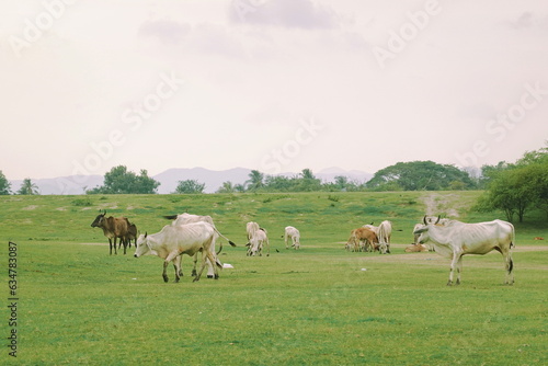 Herd of cows grazing in a green meadow on a sunny day