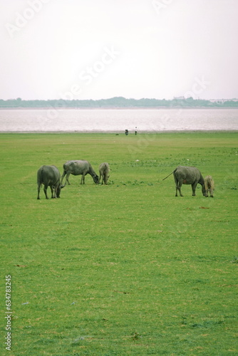 Herd of buffalo grazing in a green meadow on a sunny day