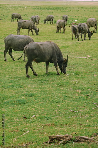 Herd of buffalo grazing in a green meadow on a sunny day