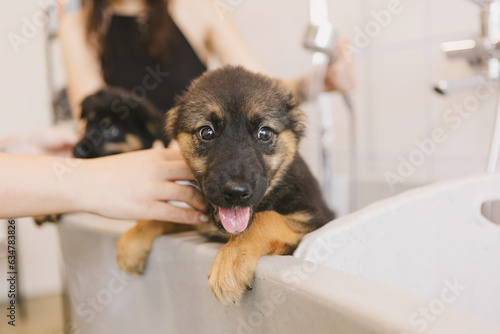 Canvas Print Two wet cute and beautiful puppy dogs bath in the bathtub and washing