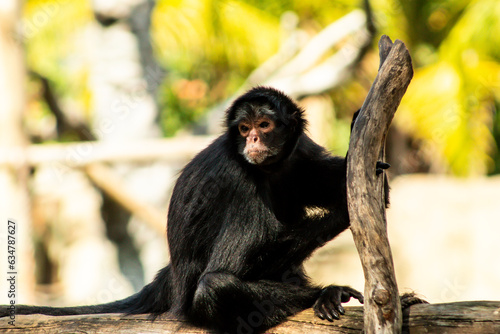 Behang Spider monkey