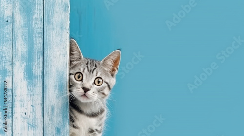 American Shorthair cat emerges from blue wall.Generative Ai. © Inlovehem