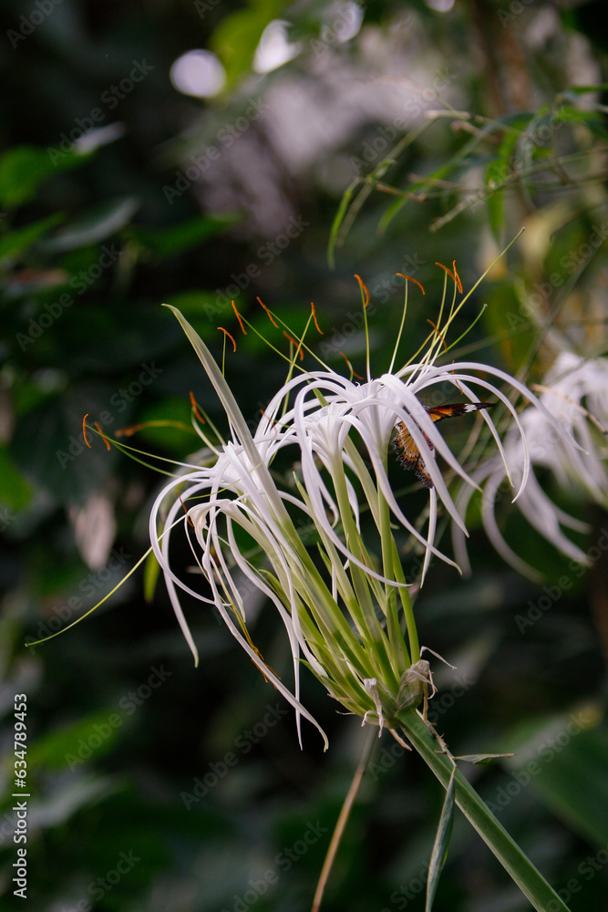 Hymenocallis littoralis in a butterfly garden; Hymenocallis, a member
