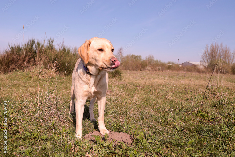 Blonde Labrador Retriever licking her nose.