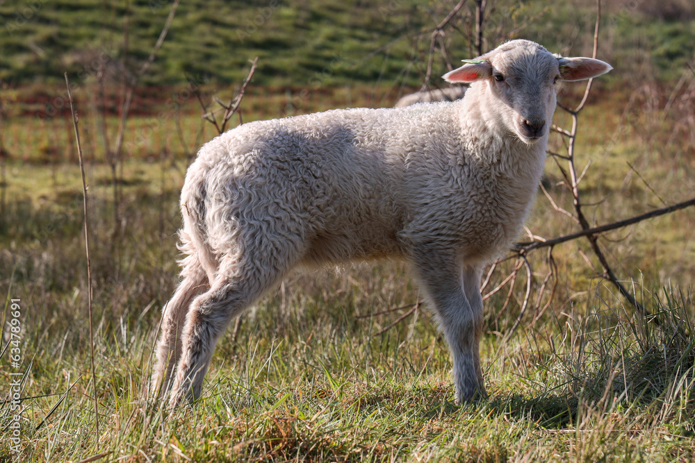 Fototapeta premium Cute little lamb
