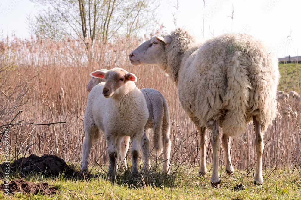 Obraz premium Mother sheep in a pasture with two lambs.