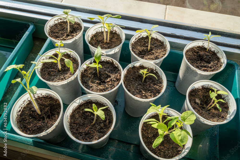 Small tomatoes seedlings growing on the windowsill on a sunny day in spring Small tomatoes seedlings growing on the windowsill on a sunny day in spring