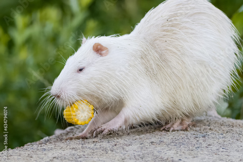 Photos A white young nutria holds a piece of corn close-up portrait with green background