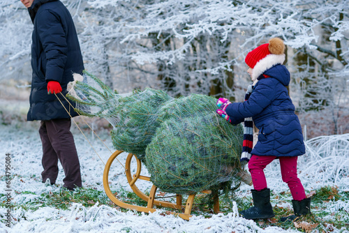 Happy little girl and dad pushing Christmas tree on sleigh. Preschool child with father, young man on fir cutting plantation. Family choose, cut and fell own xmas tree in forest. Germany tradition photo