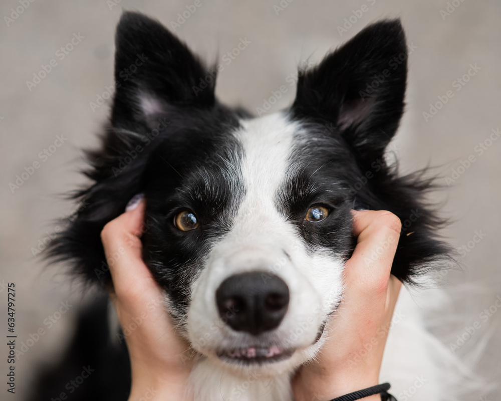 The owner squeezes the muzzle of the border collie dog outdoors. 
