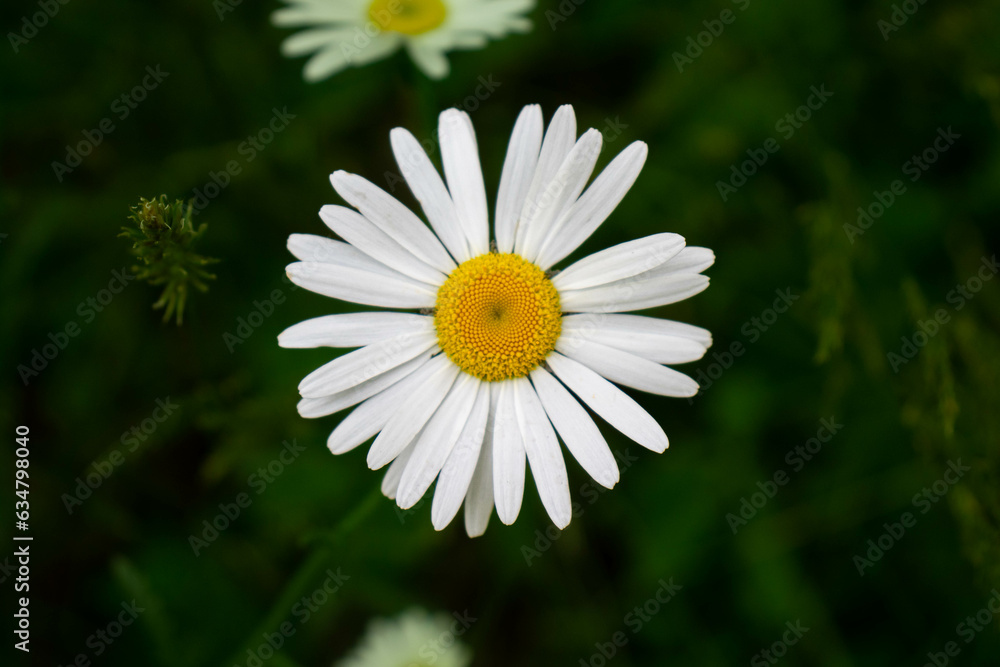 Obraz premium daisy flower