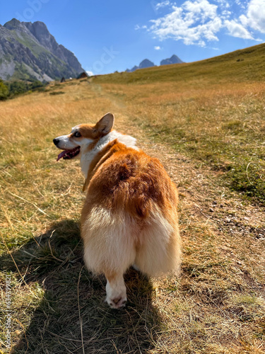 The view from behind is on a luxurious fluffy corgi-butt in the mountains © Maryna
