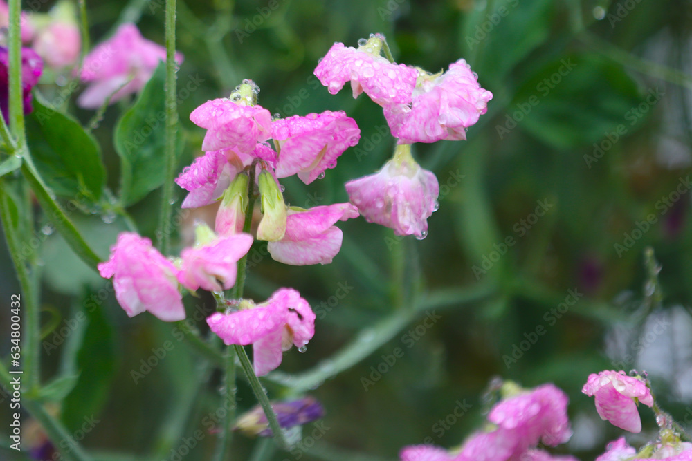 Blooming pea plant.