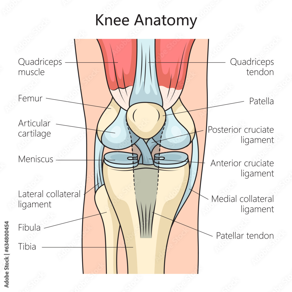 Anatomy Of The Human Knee Joint Structure Diagram Schematic Vector 