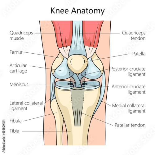 Anatomy of the human knee joint structure diagram schematic vector illustration. Medical science educational illustration