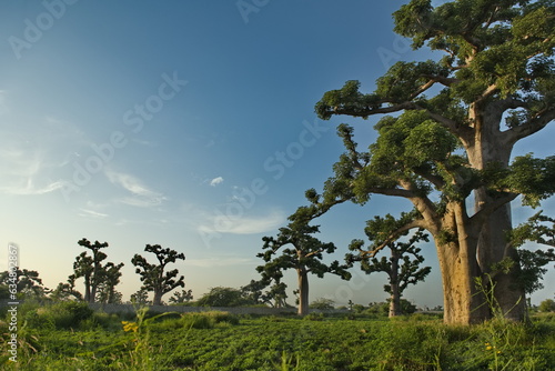 Wallpaper Mural West Africa. Senegal. A picturesque panorama with lonely huge baobabs on a peanut field in the rays of the setting sun. Torontodigital.ca