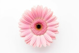 Pink gerbera flower isolated on white background.Generative Ai.