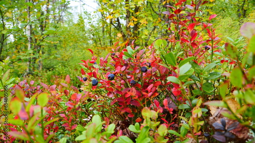 blueberries with autumnally bright red leaves