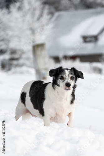 Black and white jack russell in the snow