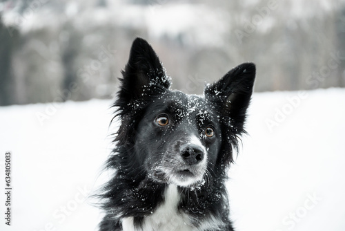 Portrait of snowy border collie in the winter, black and white dog