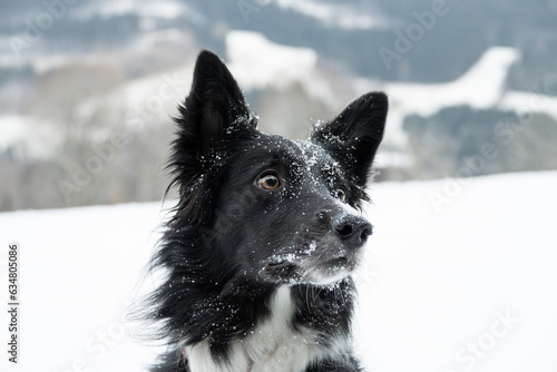 Portrait of snowy border collie in the winter, black and white dog