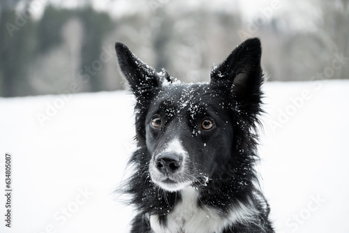 Portrait of snowy border collie in the winter, black and white dog