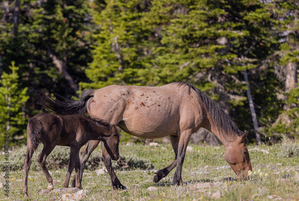 Wild Horse Mare and Foal in the Pryor Mountains Montana in Summer Wild Horse Mare and Foal in the Pryor Mountains Montana in Summer