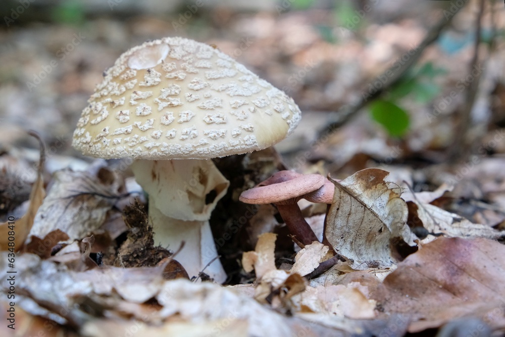 Single  mushroom Amanita rubescens, young fruiting body - edible toadstool. The common name is the blusher. 