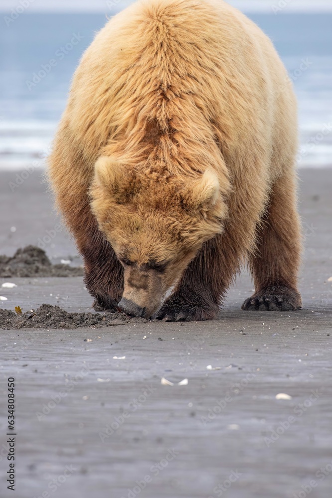 Fototapeta premium Close up bear eating clam