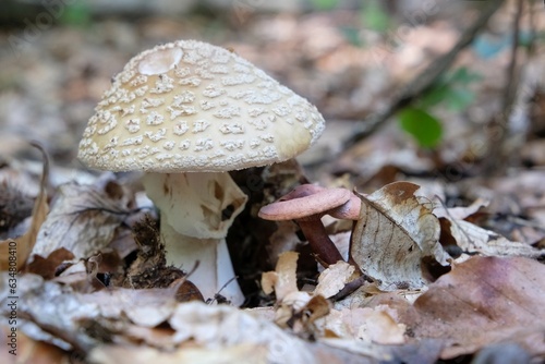 Single mushroom Amanita rubescens, young fruiting body - edible toadstool. The common name is the blusher. 