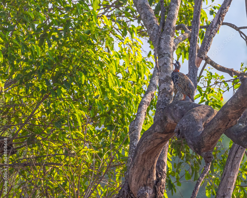 Obraz premium A Black Francolin calling