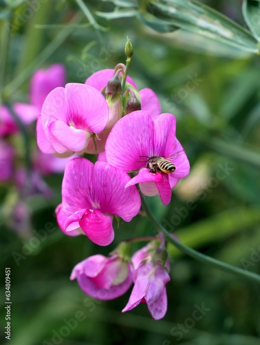 pink flowers ,husks with seeds of sweet-pea climbing plant in the garden
