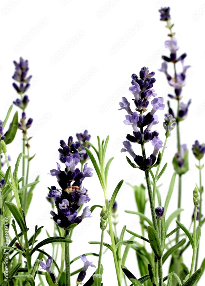 Fototapeta premium lila flowers of blooming Lavend herb close up