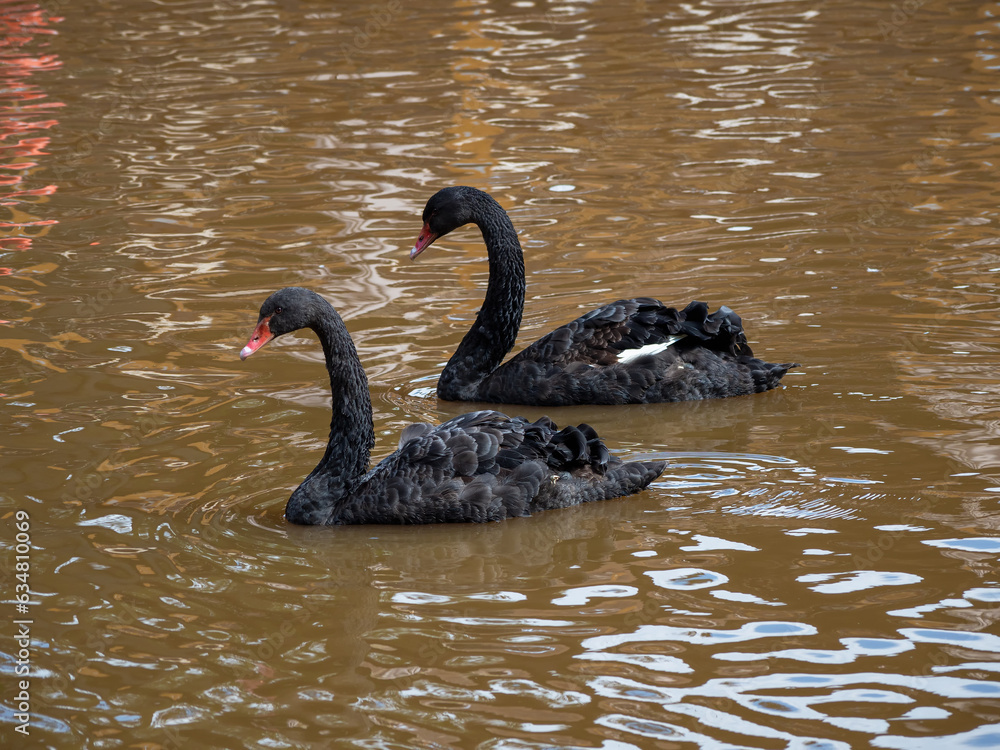 Fototapeta premium Two graceful black swans with a red beak is swimming on a lake with dark brown water. Black swans is reflected in the water.