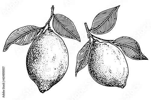 Hand drawn ink sketch vector illustration of lemon. Citrus in engraving style vector illustration. photo