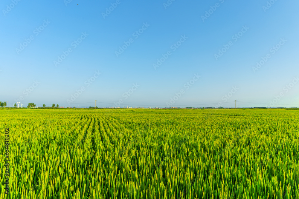 Rice planted on a large scale in August in Northeast China Rice planted on a large scale in August in Northeast China