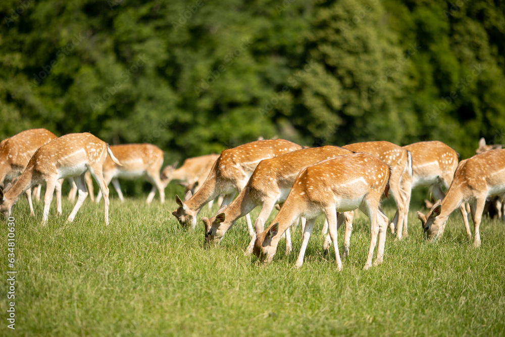 Φωτογραφία Reindeers on the foothills of Jelenov Greben in Slovenia