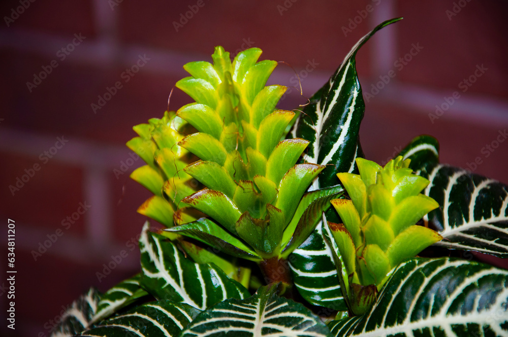 Fototapeta premium aphelandra flower. flowering nature bract. macro flowering aphelandra plant. green exotic aphelandra flower. natural flower plant. flora nature houseplant. blooming inflorescence flower in nature