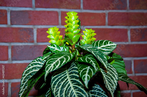 aphelandra flower. flowering nature tropic bract. macro flowering aphelandra plant. green exotic flower. natural flower plant. flora nature houseplant. blooming inflorescence flower in nature photo