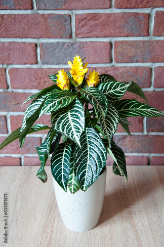 Foto aphelandra flower