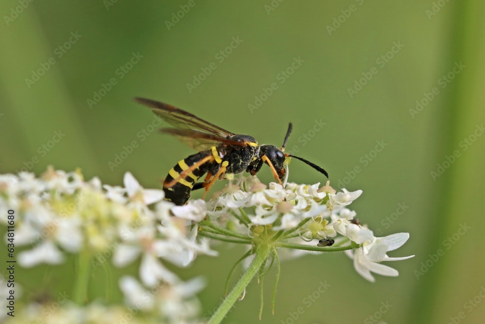Echte Blattwespe (Tenthredo) auf Wilder Möhre (Daucus carota) Echte Blattwespe (Tenthredo) auf Wilder Möhre (Daucus carota)
