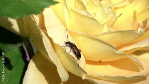 Longhorn Beetle (Stenurella Melanura) taking off from a yellow garden rose. July, Kent, UK. [Slow motion x10] photo