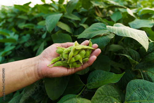 Fresh soybeans held in the palm of hand