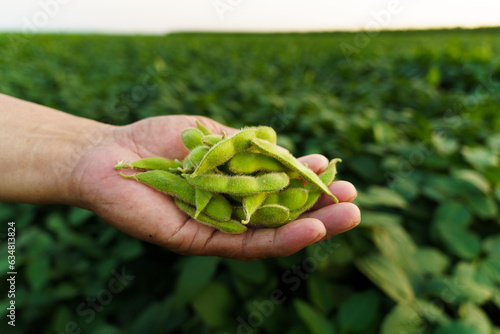 Fresh soybeans held in the palm of hand