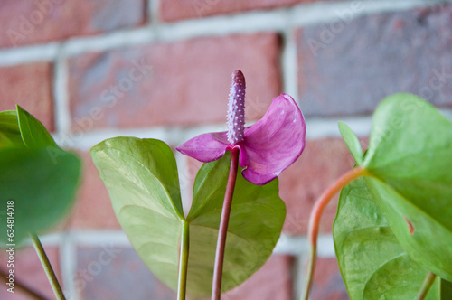 anthurium flower. flowering nature closeup. macro of flowering tailflower plant. purple exotic laceleaf flower. natural flower spathiphyllum plant. flora nature. spath blooming flower in nature photo