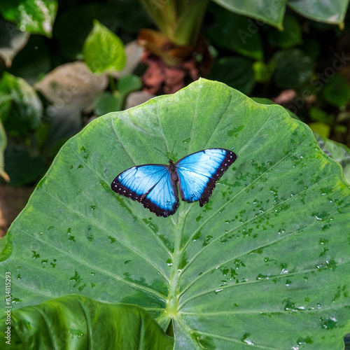 Blue Morpho or Morpho peleides, a big butterfly sitting on a leaf, beautiful insect in the nature habitat, wildlife from Amazon in Peru, South America.