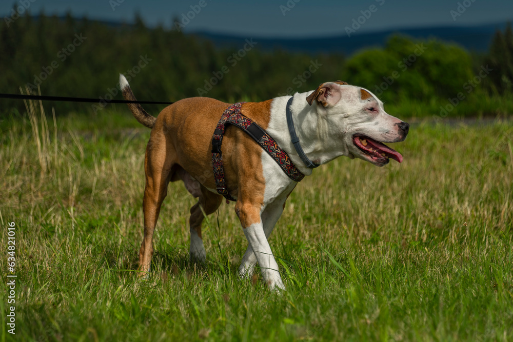 Pit bull dog on green fresh summer grass in hot sunny day Pit bull dog on green fresh summer grass in hot sunny day