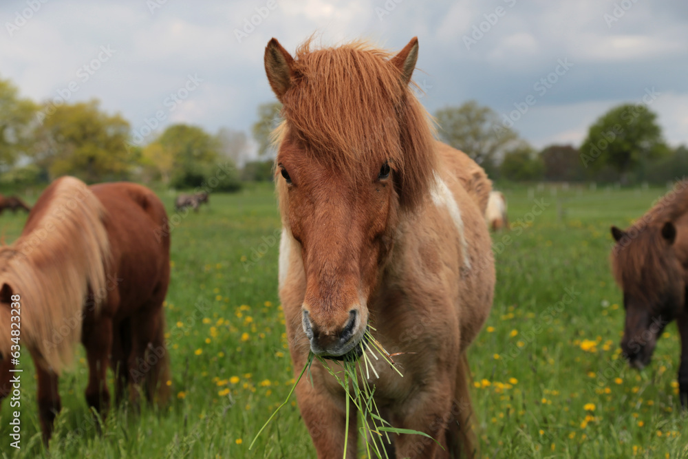Islandpferde auf einer Wiese im Frühling in Nord Deutschland Islandpferde auf einer Wiese im Frühling in Nord Deutschland