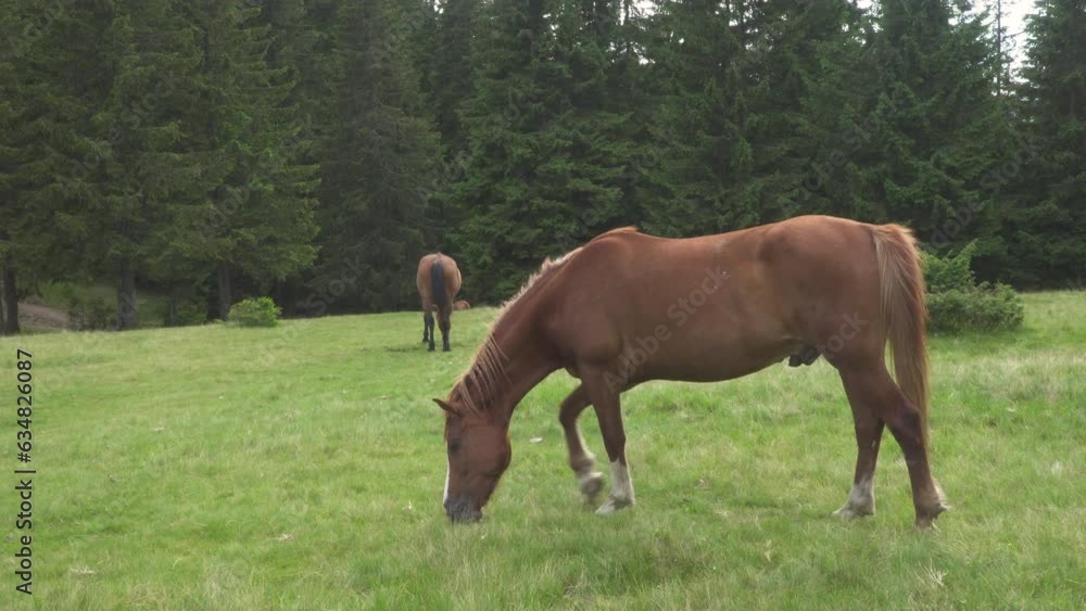 Horses feeding off grass at highland pasture. Horses feeding off grass at highland pasture.